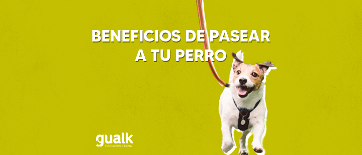 Pasear al perro y todos sus beneficios