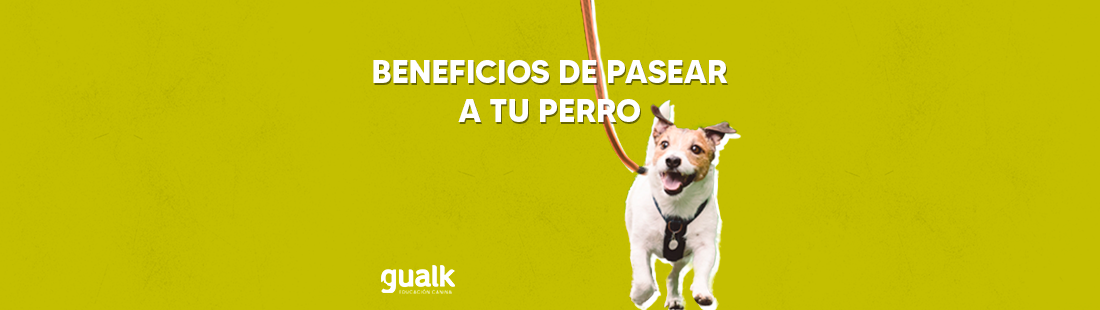 Beneficios de pasear tu perro