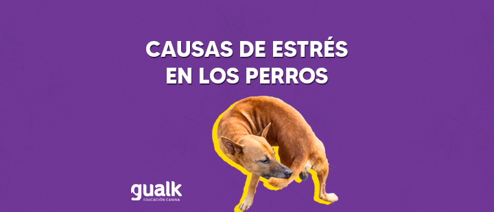 Principales causas de estrés en los perros
