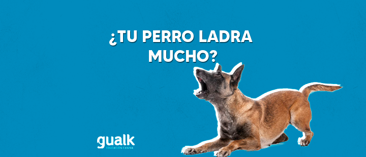 ¿Tu perro ladra mucho? Conoce el porqué