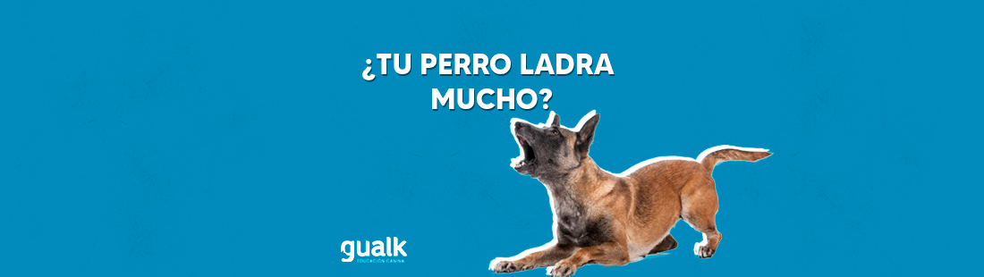 Adiestrar perro que ladra mucho
