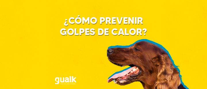 Golpe de calor en los perros: ¿cómo prevenirlo?