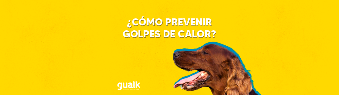 Como prevenir golpes de calor en perros