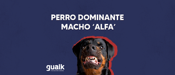La teoría de la dominancia en perros y el “Alfa” de la manada