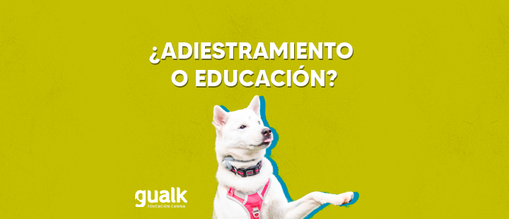 Adiestramiento y educación canina ¿Son lo mismo?
