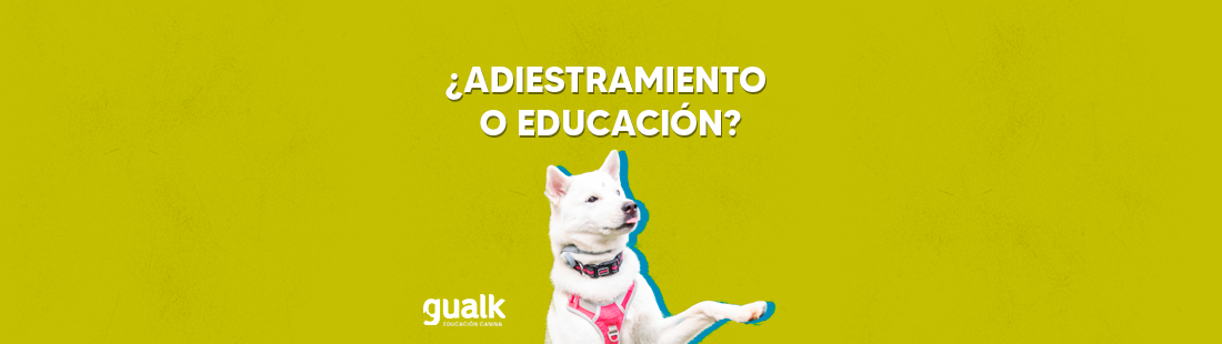 adiestramiento canino o educacion canina diferencias