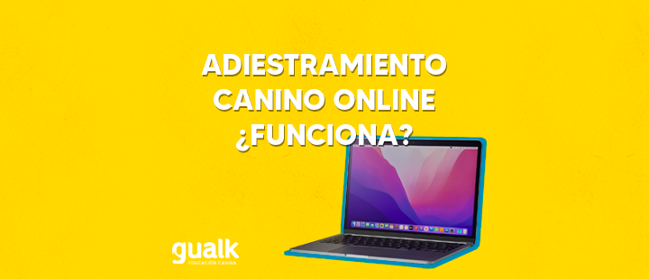 Clases de adiestramiento canino online. ¿Funcionan?
