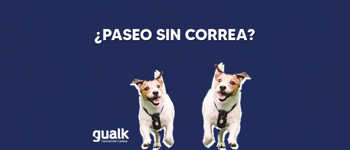 ¿Por qué no deberías pasear a tu perro sin correa?